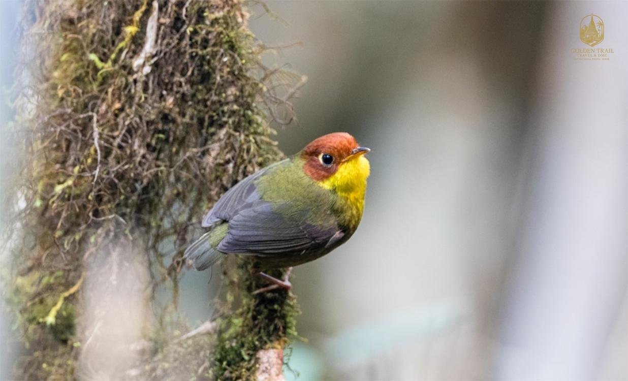 Fansipan Mountain & Hoang Lien National Park: 5-Day Bird Watching Tour from Hanoi